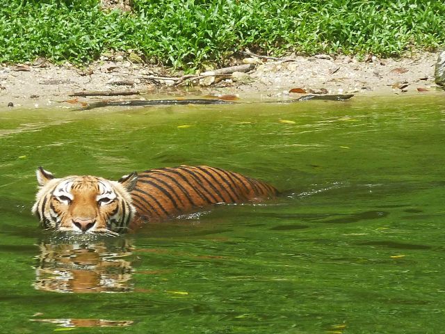 ...kühlt sich der sibirische Tiger im Zoo von Taiping ab.
